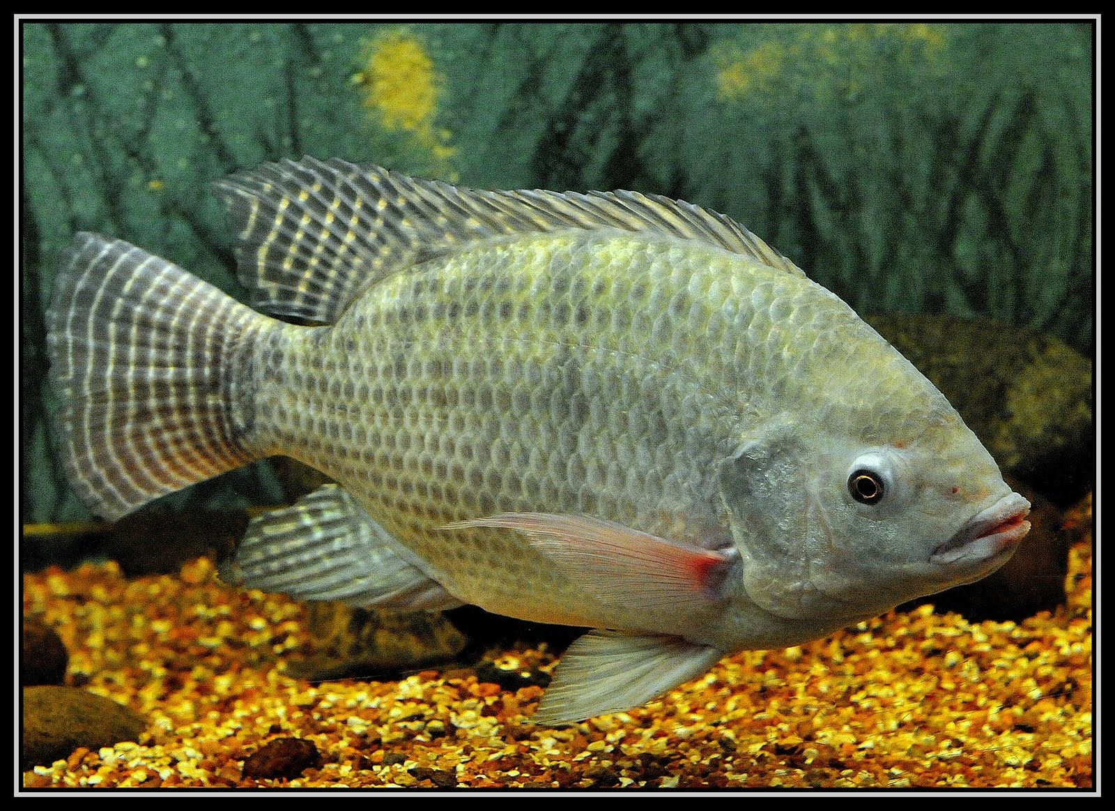 A Arte da Pesca Peixes de Água Doce Tilápia A Arte da Pesca Peixes de Água Doce Tilápia