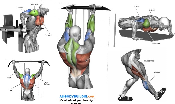 5 Exercises to Build Muscle Without Weights Bodydulding