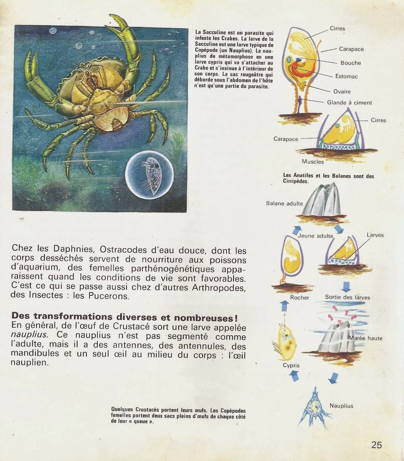 Leçons de choses: Mollusques et crustacés