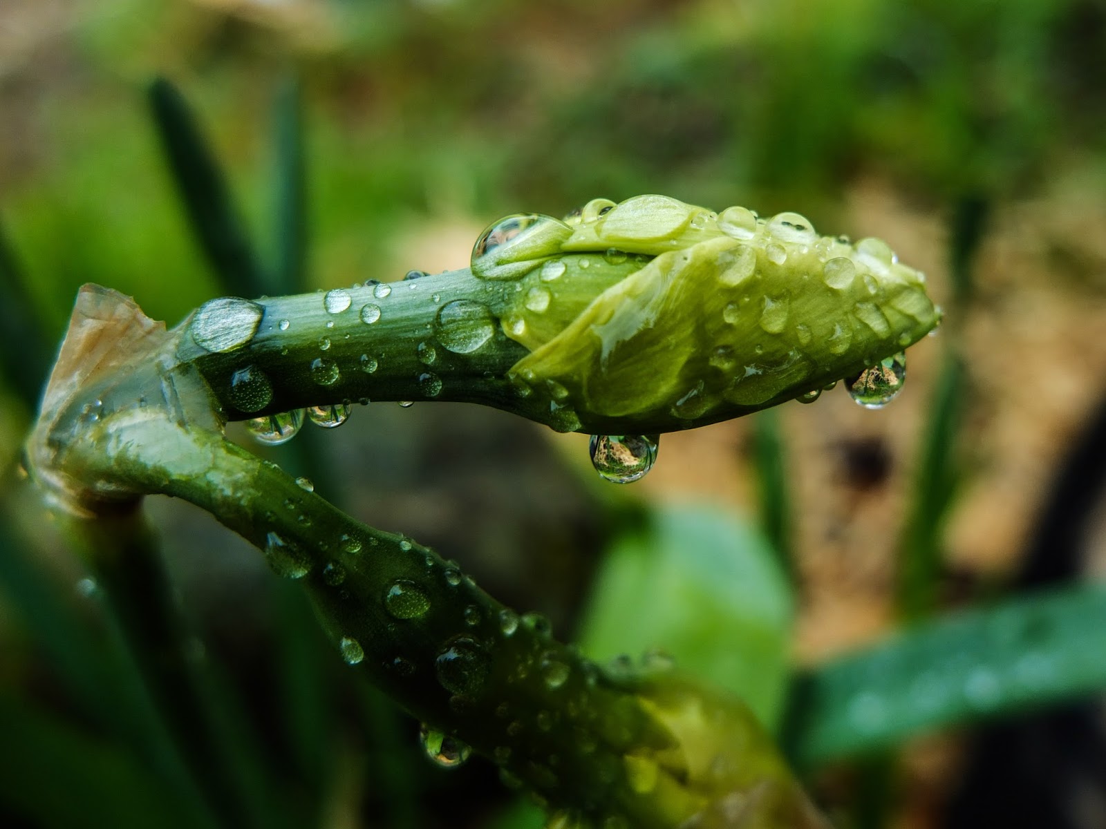 A close up of daffodil buds covered in water droplets.