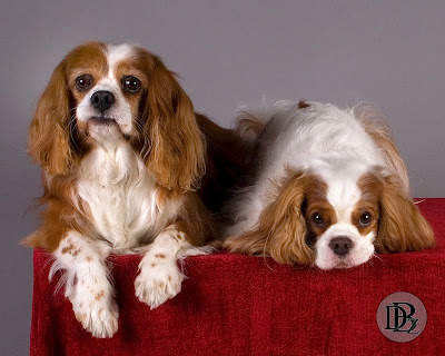 Welcome to the DogBreedz Blog!: Bring on the Cavalier King Charles