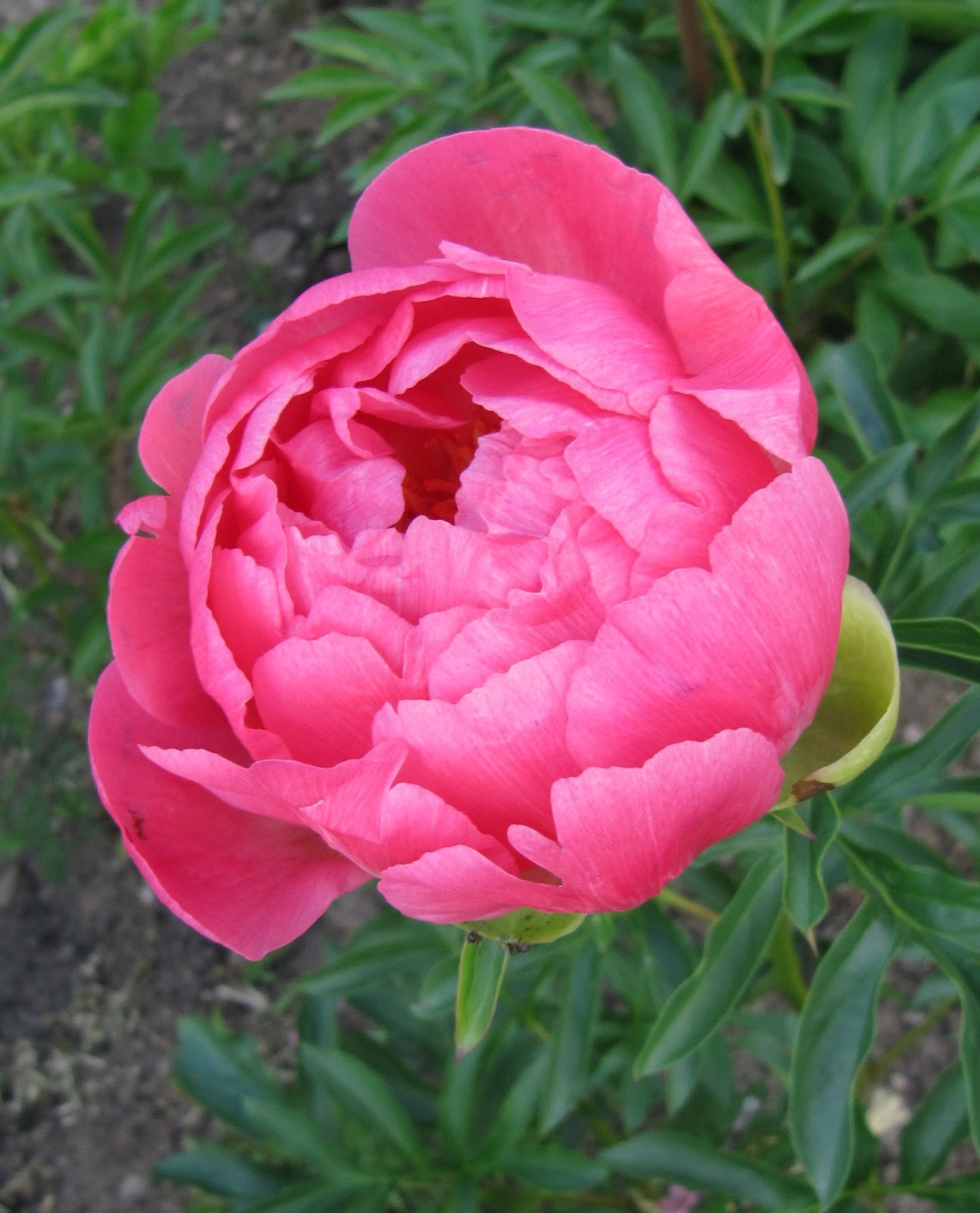 Пион пинк хаваян коралл. Пион травянистый пинк гавайи корал. Пинк гавайан. Пион пинк гавайан корал. Пинк гавайан.