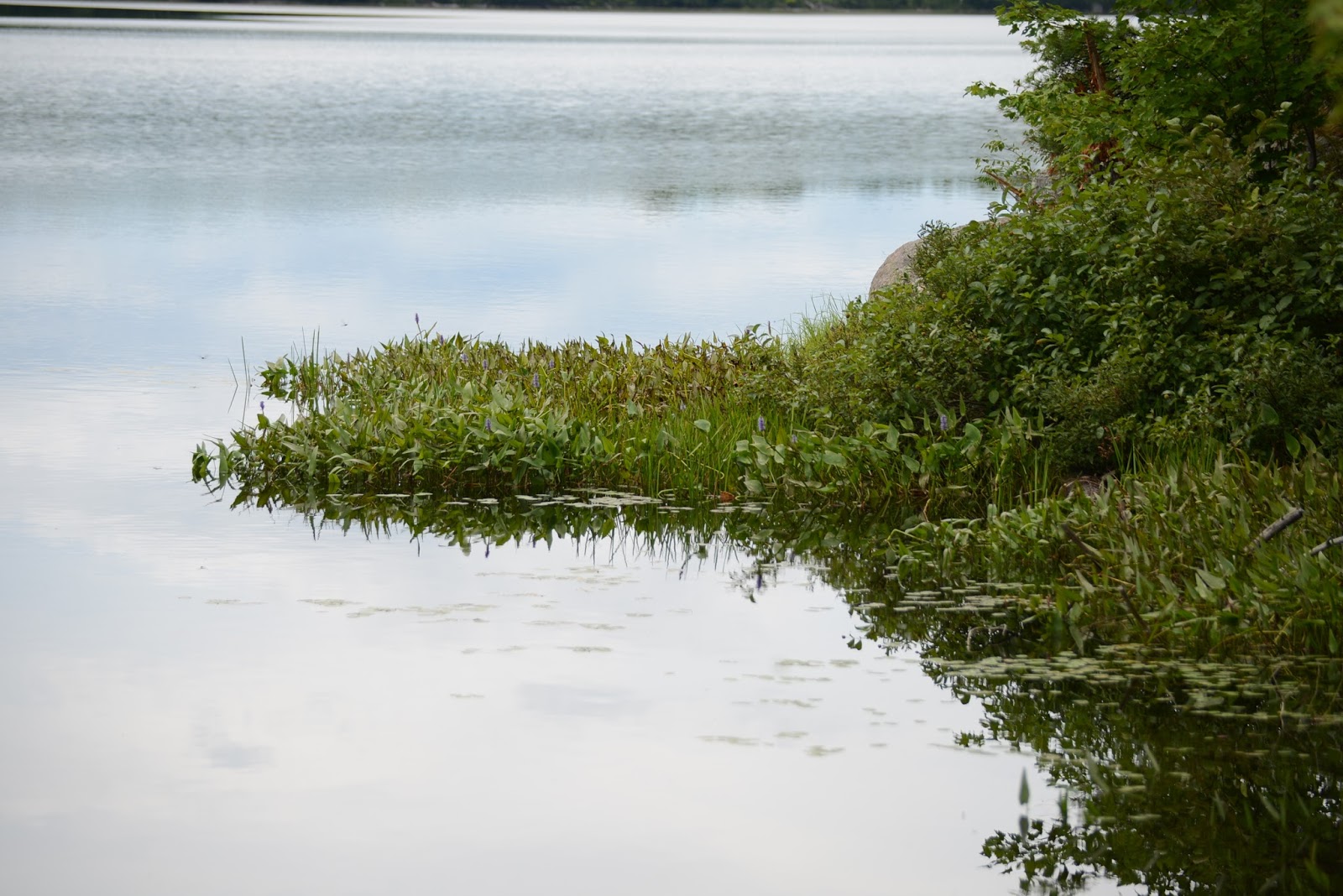 Just things and thoughts Hardy Lake Muskoka A Walk in the Woods