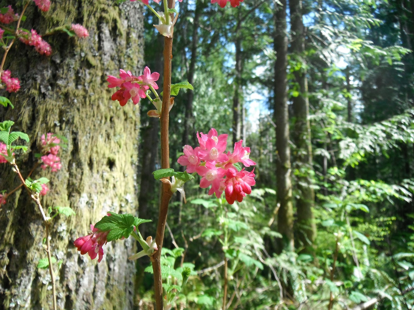 YOH!: Talus Rocks Hike at Tiger Mountain