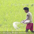 Possibility of transferring the Fertilizer Subsidy directly to farmers being explored 