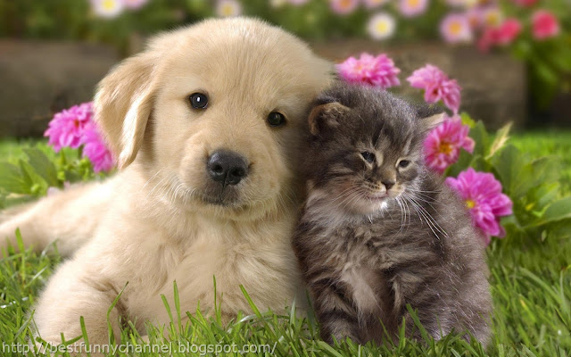 Cute cat and dog.