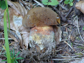 Neoboletus luridiformis DSC62718