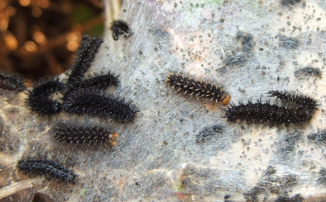 Mariposas y orugas (Volvoretas e eirugas): La oruga es bella