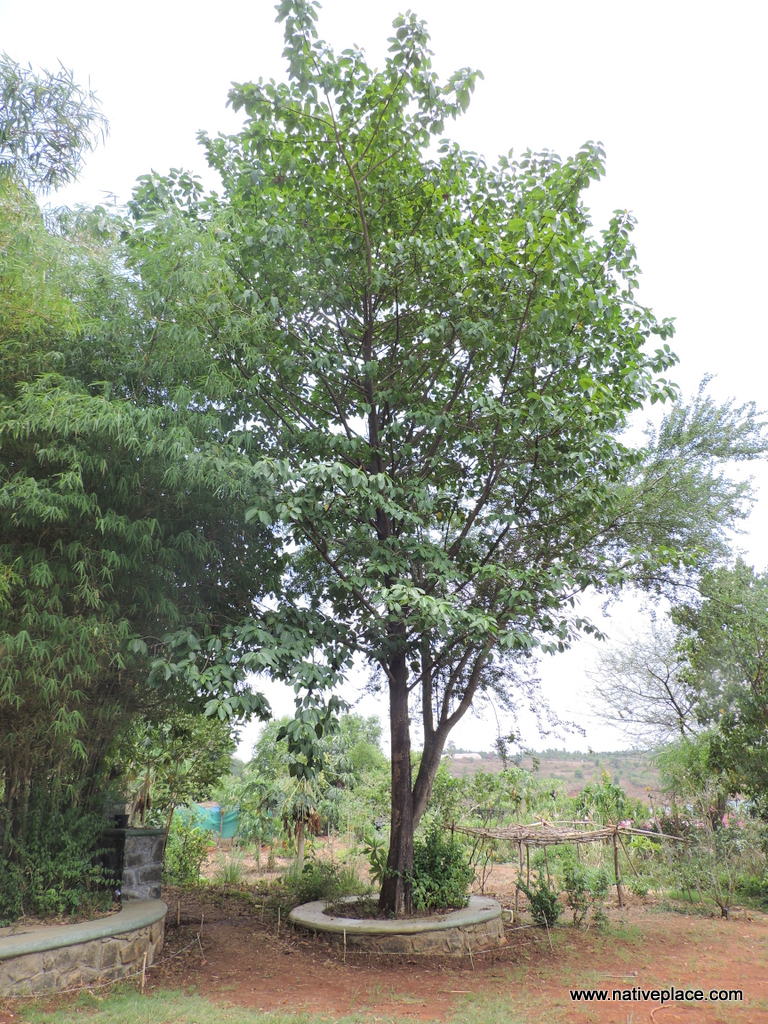 Native Place Garden Which Kadamba Tree