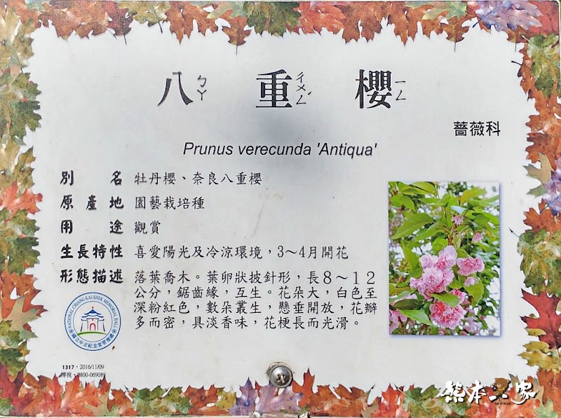 中正紀念堂櫻花花況3月拍攝|中正紀念堂賞櫻地圖|原生櫻花區-大漁櫻-山櫻花-重瓣緋寒櫻