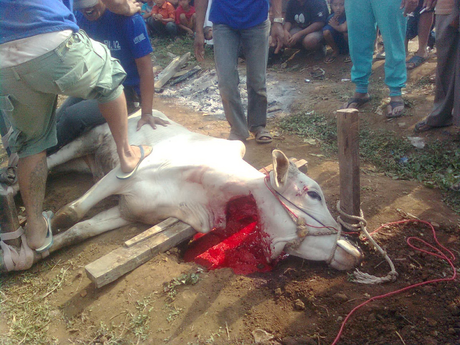 Contoh Laporan Hasil Observasi Hewan Qurban - Simak Gambar 