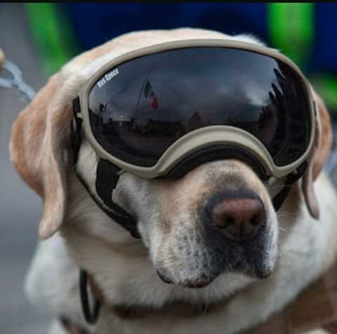 Frida, il cane Labrador Supereroe che cerca superstiti del Terremoto in Messico