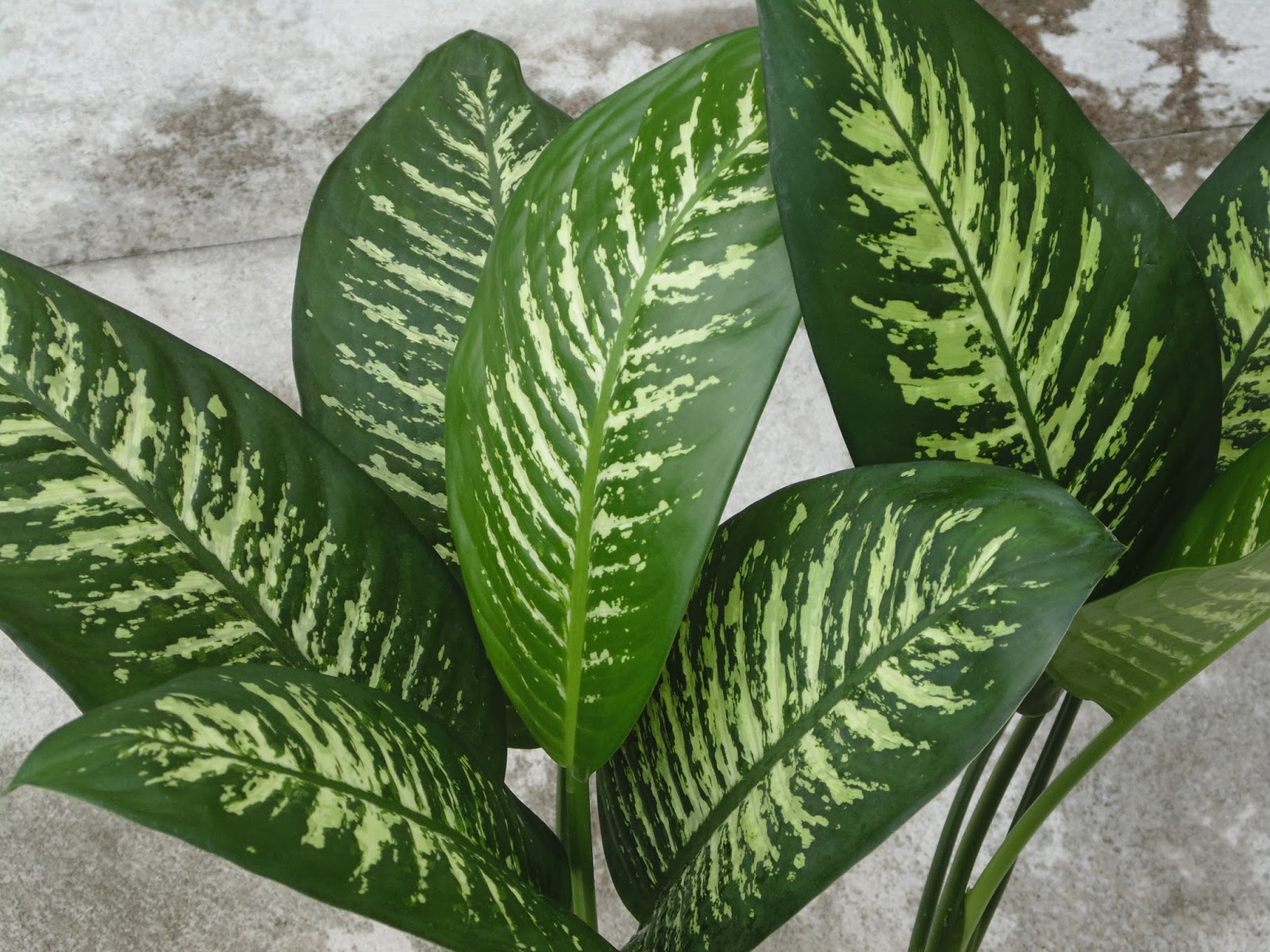 Plant Photos for Free Dieffenbachia or Dumb Cane