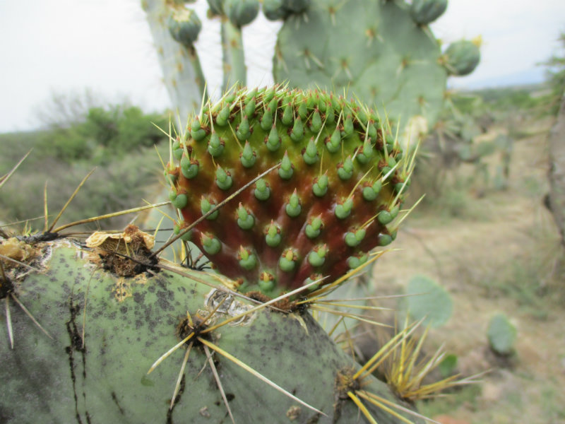 El nopal - blog 11