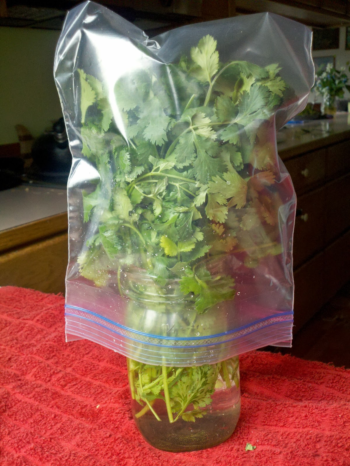 Homestead Thirty One How to Store Fresh Herbs So They Last Longer