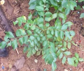 Curry Leaves (Kadi Patta) Relieves the symptoms of diarrhoea