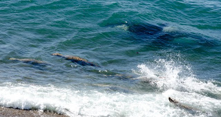 Nadando junto al enemigo - Orcas y lobos marinos en Punta Norte