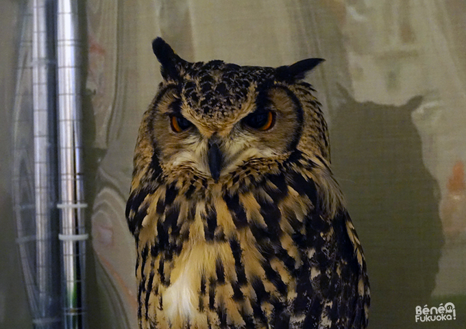 Fukuoka's owl cafe Fukuoka's owl cafe