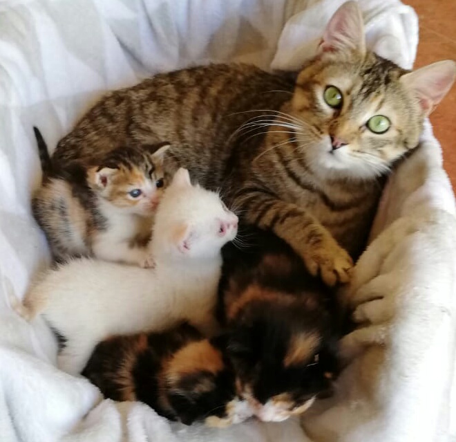 I LOVE ANIMALS. THIS IS MY BEAUTIFUL CAT "JAITXU". SHE IS WITH HER LITTLE KITTENS. THEY ARE SLEEPY.