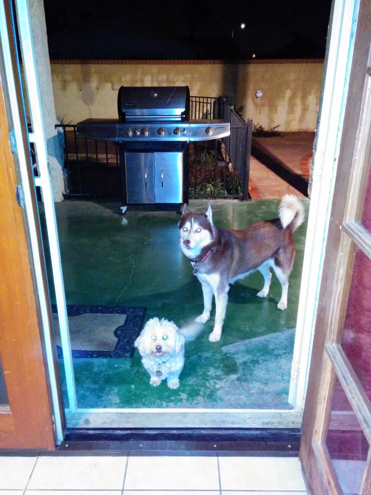 Dogs Luv Us and We Luv Them How To Prevent Your Dog From Door Dashing
