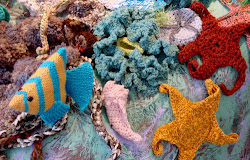 coral colorful reef most florida reefs rarest things tropical