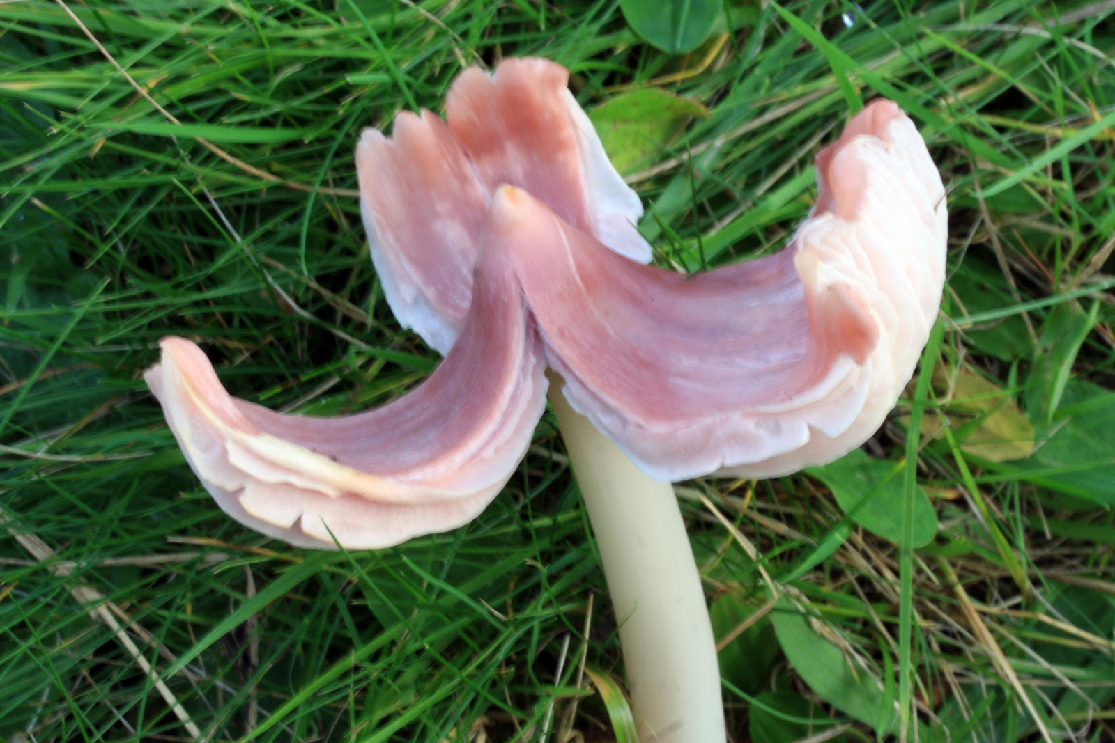 Gibside: Surveys 2 - Fungi
