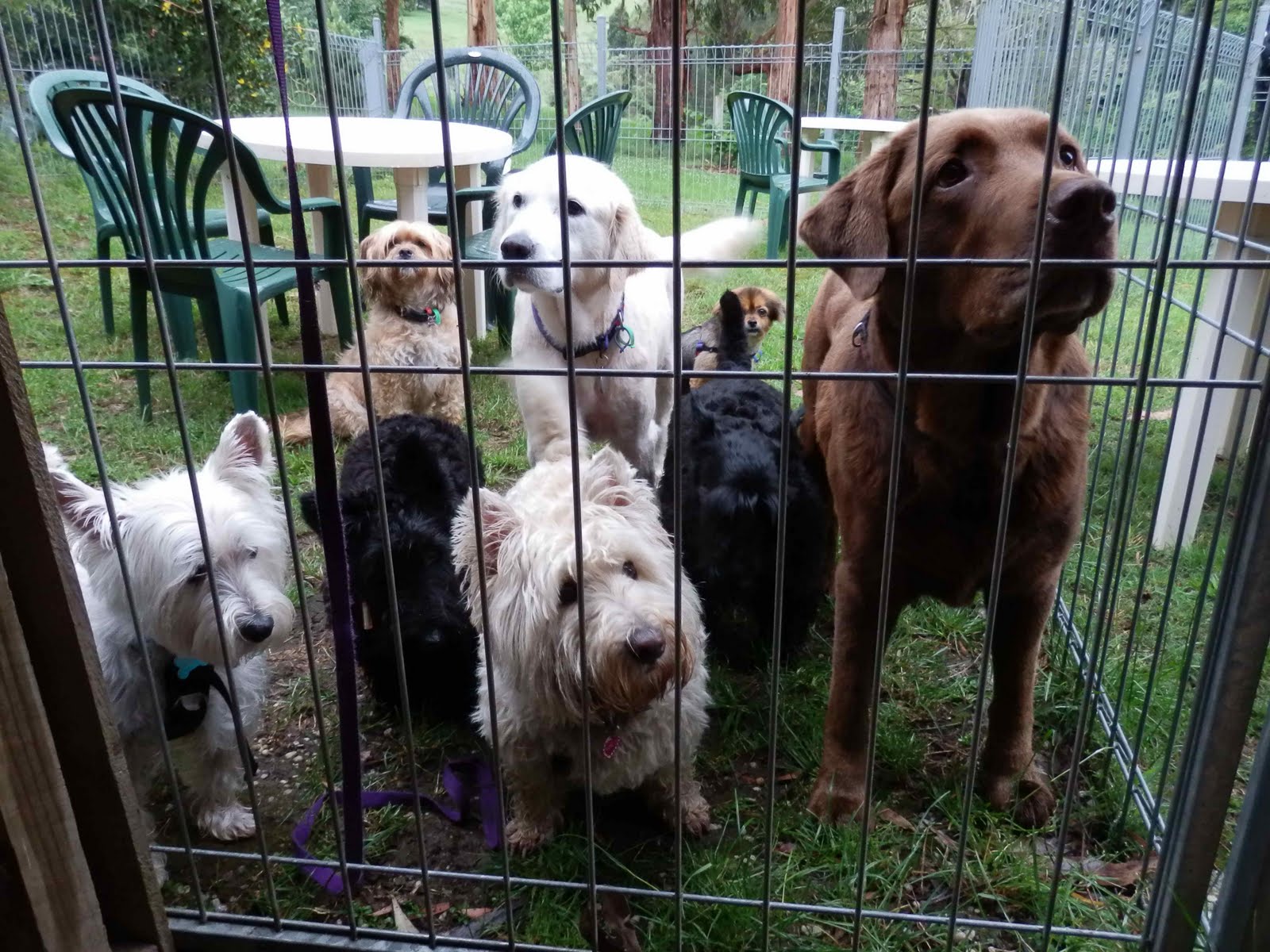 My dog holidaying at Best Friend dog resort near Yarram