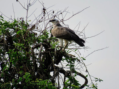 A Marshall Eagle in Western Uganda