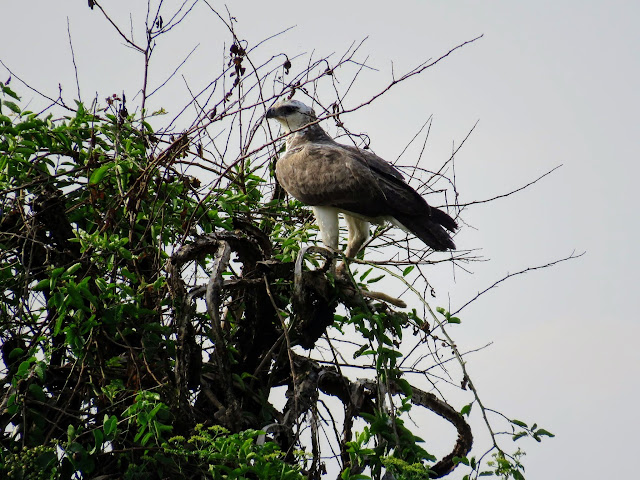 A Marshall Eagle in Western Uganda A Marshall Eagle in Western Uganda