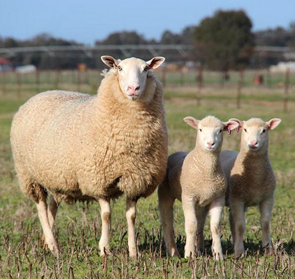 a White Suffolk sheep