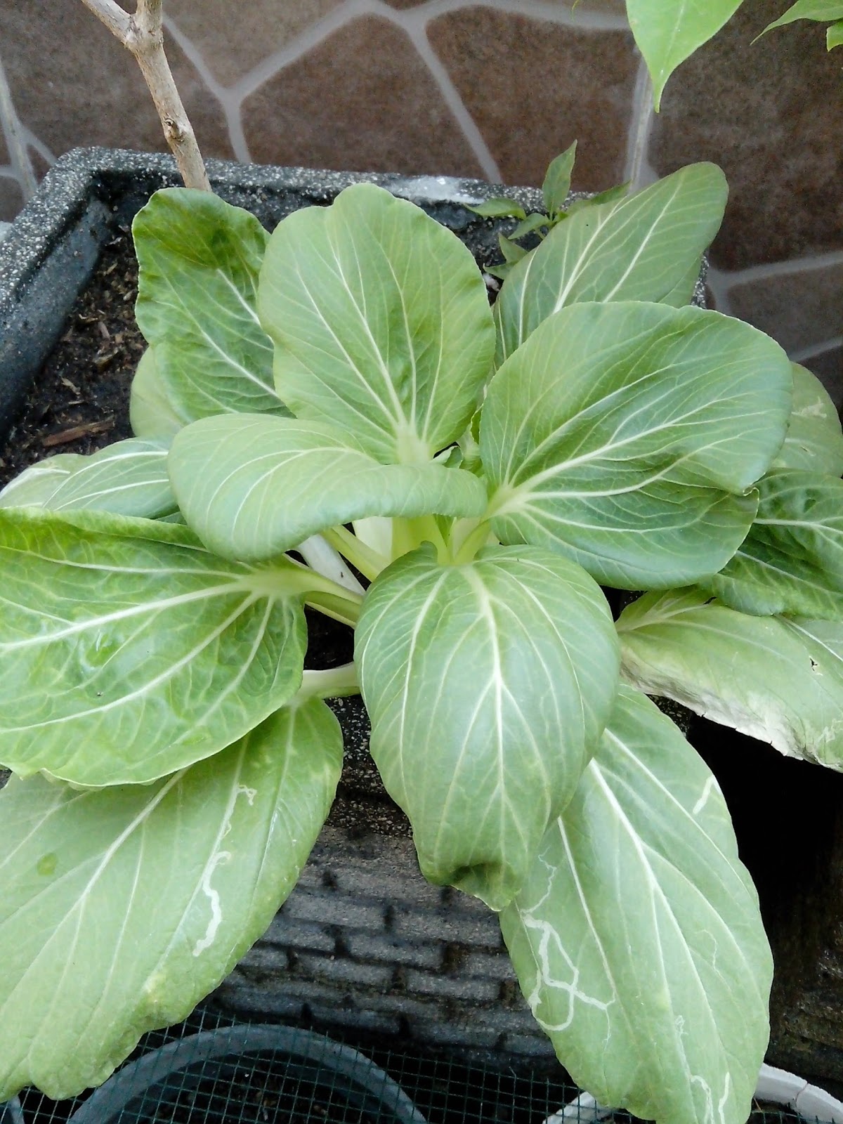 Tanaman Sayur Pakchoy - Tanaman Hidroponik dan Seputar Tanaman