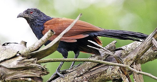 Sragen Mengenal Burung Bubut Dan Manfaatnya Yang Dapat