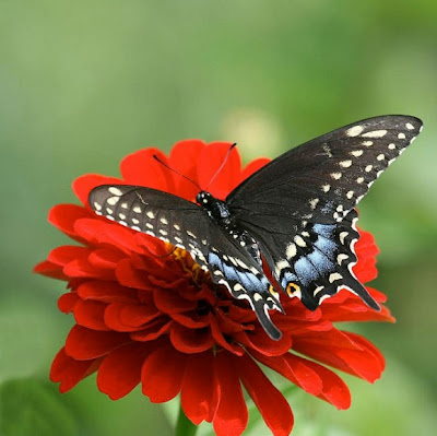 اجدد خلفيات موبايل فراشات 2020 جديدة بجودة عالية الدقة للاندرويد