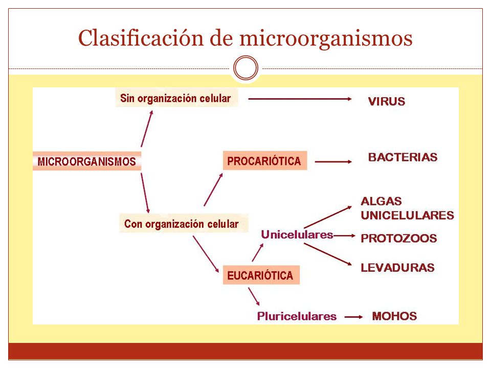 Clasificación de los microorganismos