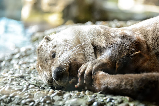 River otter resting at the Seattle Aquarium