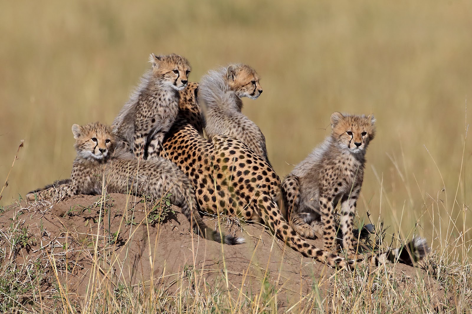 Top Flight Nature Photography Photographing African wildlife with