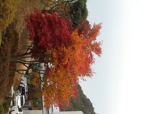 yellow and red leaves at Seoul