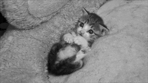 Animated gif of a kitten on its back flailing around.