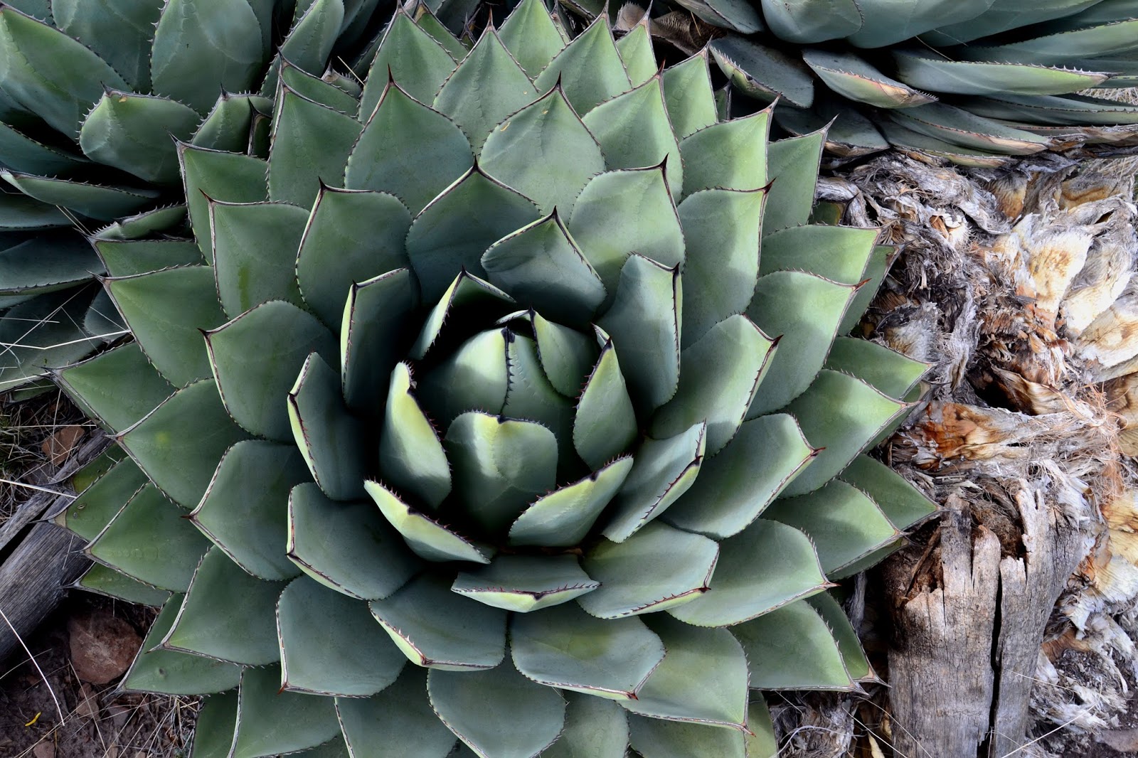 Chamomile Connection Century Plants in Bloom and Their Lovely Designs