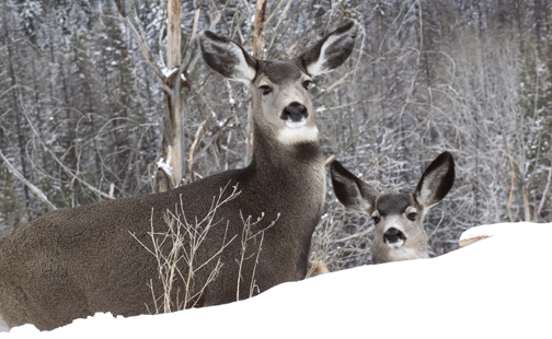 Jana Malinek Photography: Deer Family of British Columbia: MULE DEER