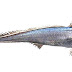Blue Grenadier - Hoki Fish