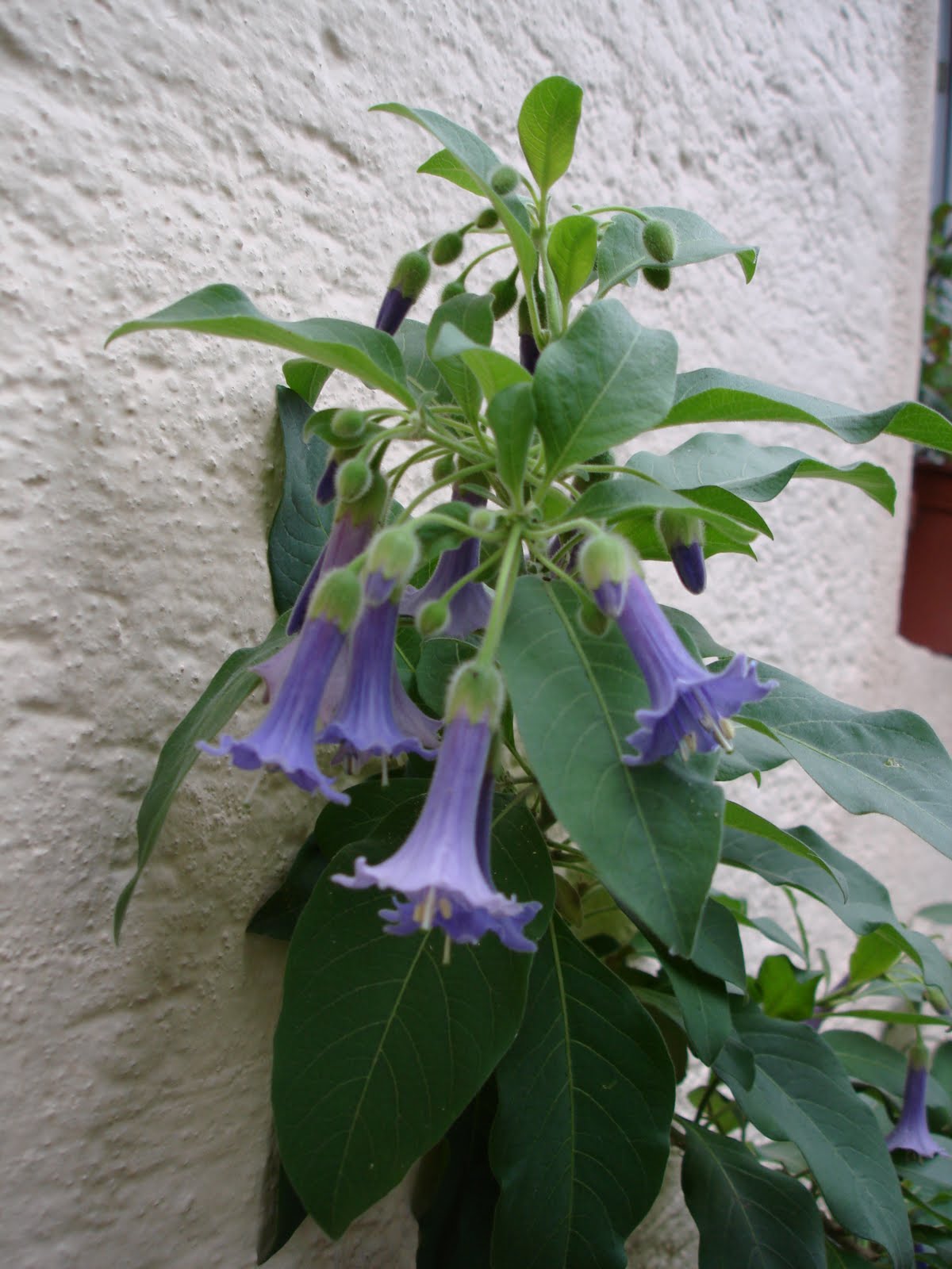 Acnistus australis / Iochroma australis | Cvjetna Oaza - Sve o cvijecu