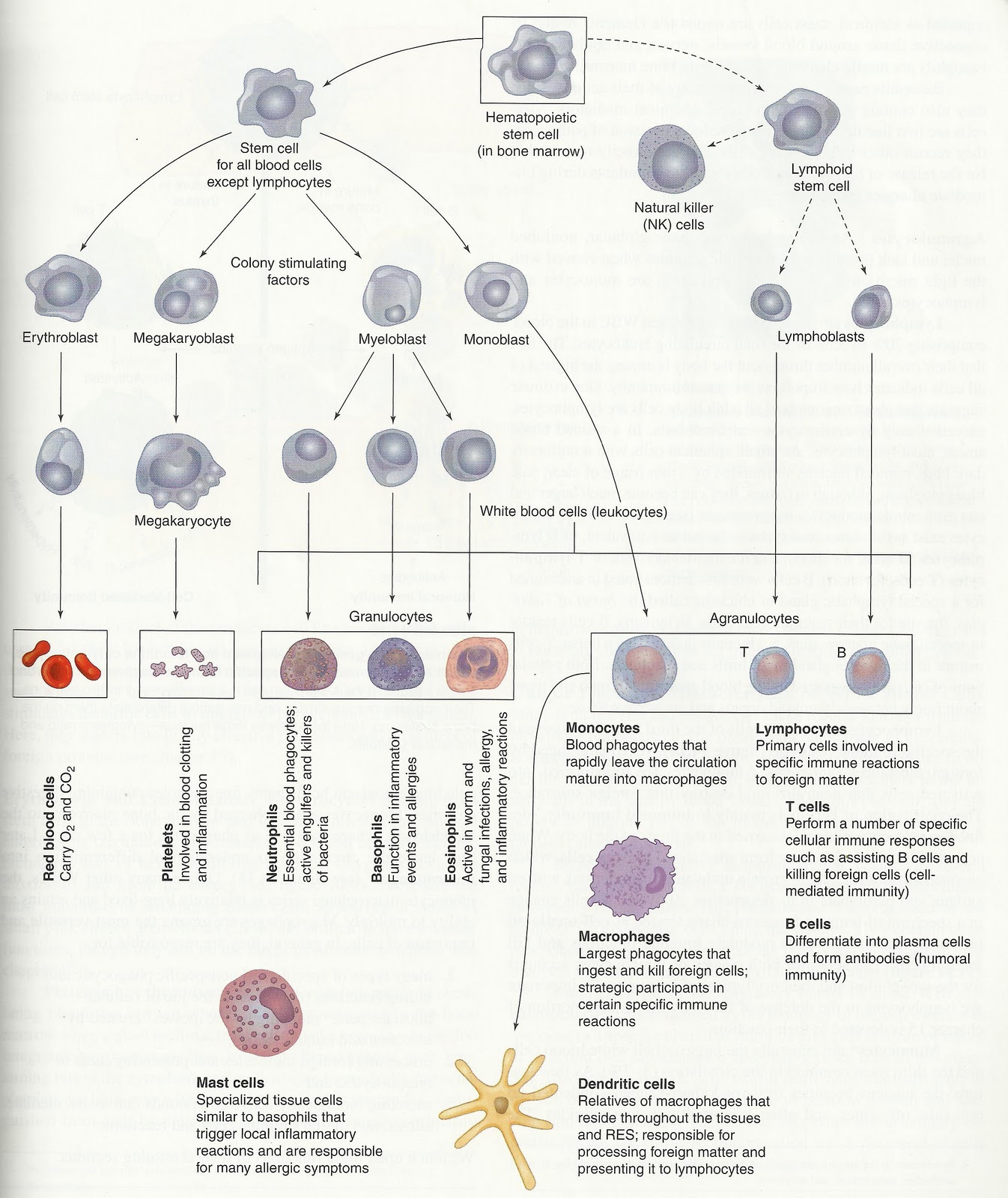 The Individual Cells Of Hematopoiesis Hematology