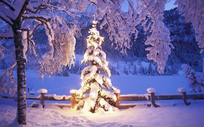 Kerstboom bedekt met laag sneeuw