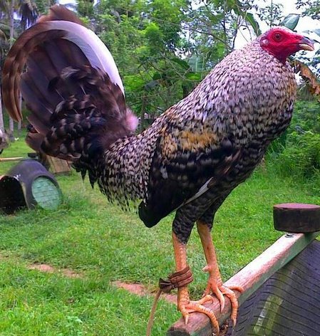 orakulo ng manok panabong orakulo ng manok panabong