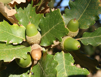 Bellotas y frutos de roble albar (Quercus petraea)