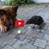 I Thought I Had Seen Everything …Then I Found This Video Of A Dog And Crow Playing Ball