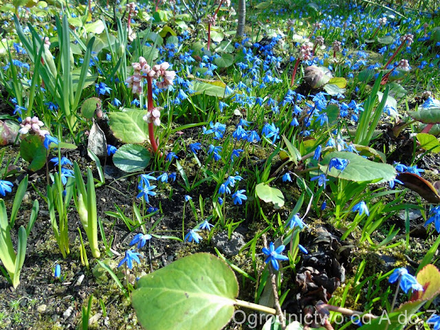 Cebulica syberyjska Scilla siberica
