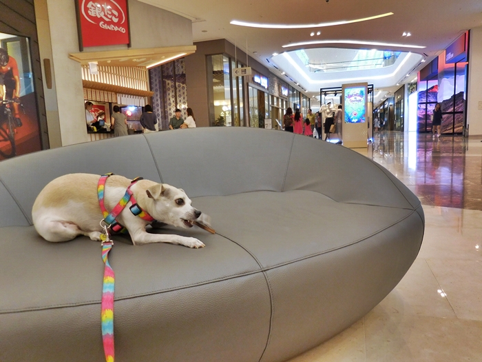 Korea's First Dog Friendly Mall - Starfield Hanam