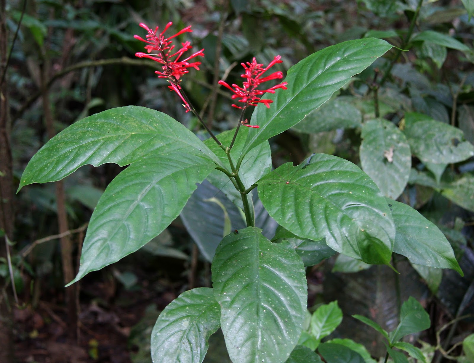 Adhatoda ~ Tamil Medicine